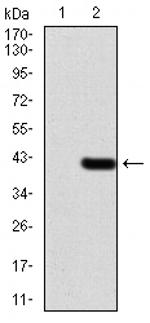 WTAP Antibody in Western Blot (WB)