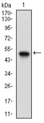 Ku70 Antibody in Western Blot (WB)