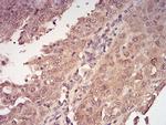 14-3-3 beta Antibody in Immunohistochemistry (Paraffin) (IHC (P))