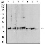 14-3-3 beta Antibody in Western Blot (WB)