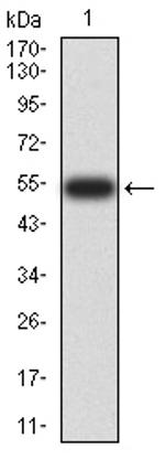 14-3-3 beta Antibody in Western Blot (WB)