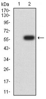 14-3-3 beta Antibody in Western Blot (WB)