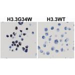 H3.3 G34W Antibody in Immunocytochemistry (ICC/IF)