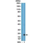 H3K27cr Antibody in Western Blot (WB)