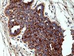 Annexin A1 Antibody in Immunohistochemistry (Paraffin) (IHC (P))