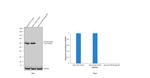 p70 S6 Kinase Antibody