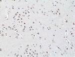 HDAC3 Antibody in Immunohistochemistry (Paraffin) (IHC (P))