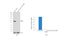 HDAC3 Antibody in Western Blot (WB)