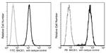 BACE1 Antibody in Flow Cytometry (Flow)