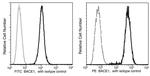 BACE1 Antibody in Flow Cytometry (Flow)