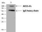 ACE2 Antibody in Immunoprecipitation (IP)