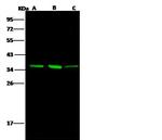 AKR1B1 Antibody in Western Blot (WB)