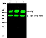 Angiopoietin 2 Antibody in Immunoprecipitation (IP)