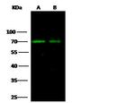 Angiopoietin 2 Antibody in Western Blot (WB)