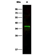 Arginase 1 Antibody in Western Blot (WB)