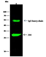 CD244 Antibody in Immunoprecipitation (IP)