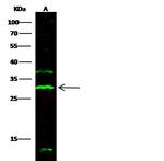 CD244 Antibody in Western Blot (WB)