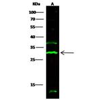 CD244 Antibody in Western Blot (WB)