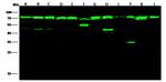 HSP70 Antibody in Western Blot (WB)