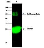 HSP27 Antibody in Immunoprecipitation (IP)