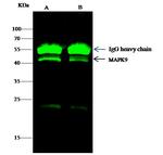 JNK2 Antibody in Immunoprecipitation (IP)