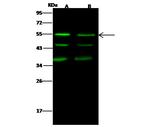 JNK2 Antibody in Western Blot (WB)