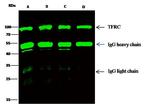 Transferrin Receptor Antibody in Immunoprecipitation (IP)