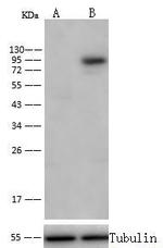 Transferrin Receptor Antibody in Western Blot (WB)