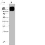 CD13 Antibody in Western Blot (WB)