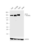 CD13 Antibody in Western Blot (WB)