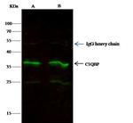 C1QBP Antibody in Immunoprecipitation (IP)