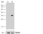 C1QBP Antibody in Western Blot (WB)