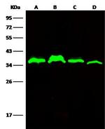 C1QBP Antibody in Western Blot (WB)