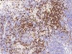 CD7 Antibody in Immunohistochemistry (Paraffin) (IHC (P))