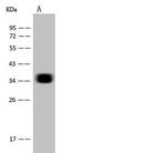 CD7 Antibody in Western Blot (WB)