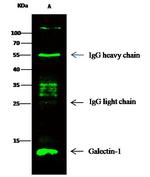 Human Galectin-1 Antibody in Immunoprecipitation (IP)