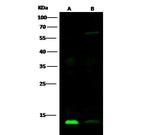 Human Galectin-1 Antibody in Western Blot (WB)