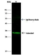 Galectin 3 Antibody in Immunoprecipitation (IP)