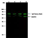 JNK2 Antibody in Immunoprecipitation (IP)