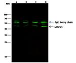 JNK2 Antibody in Immunoprecipitation (IP)