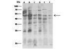 JNK2 Antibody in Western Blot (WB)