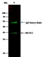 METTL1 Antibody in Immunoprecipitation (IP)