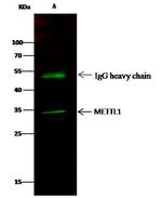 METTL1 Antibody in Immunoprecipitation (IP)