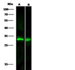 METTL1 Antibody in Western Blot (WB)