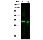 METTL1 Antibody in Western Blot (WB)