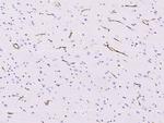 Nestin Antibody in Immunohistochemistry (Paraffin) (IHC (P))