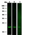 SOD1 Antibody in Western Blot (WB)