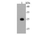 T7 tag Antibody in Western Blot (WB)