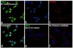 p53 Antibody in Immunocytochemistry (ICC/IF)