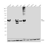 p53 Antibody in Western Blot (WB)